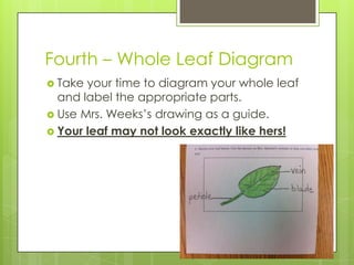 Fourth – Whole Leaf Diagram
 Take your time to diagram your whole leaf
and label the appropriate parts.
 Use Mrs. Weeks’s drawing as a guide.
 Your leaf may not look exactly like hers!
 