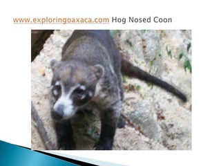 www.exploringoaxaca.comHogNosedCoon 