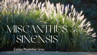 MISCANTHUS
SINENSIS
Eulalia/Maidenhair Grass
 
