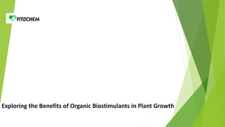 Exploring the Benefits of Organic Biostimulants in Plant Growth
 