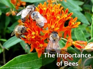 The Importance
of BeesPhoto credit - Martin LaBar http://bit.ly/1qagq7F
 