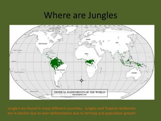 Where are JunglesJungle’s are found in many different countries.  Jungles and Tropical rainforests are in decline due to over deforestation due to farming and population growth