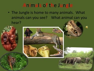 Animals of the JungleThe Jungle is home to many animals.  What animals can you see?    What animal can you hear?