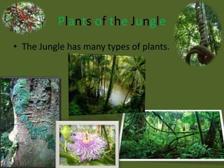 Plants of the JungleThe Jungle has many types of plants.  