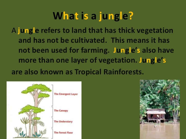 Exploring the jungle