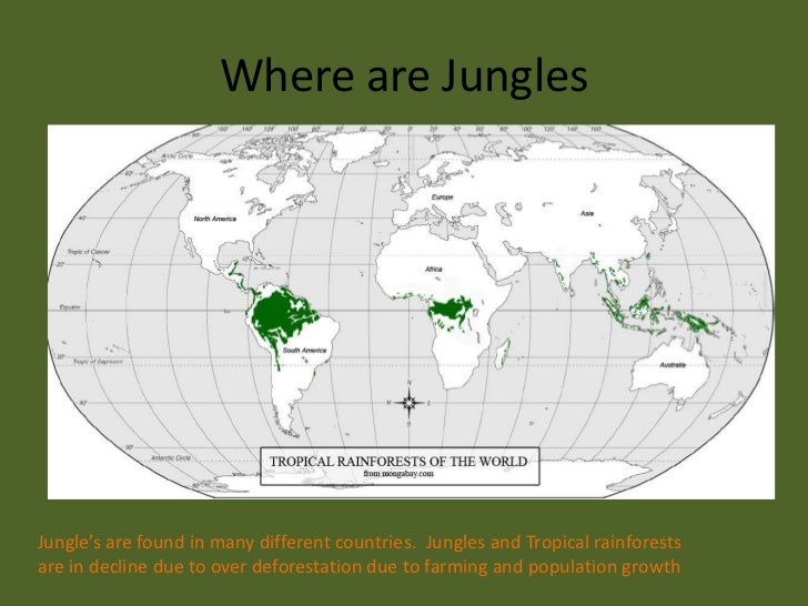 Exploring the jungle