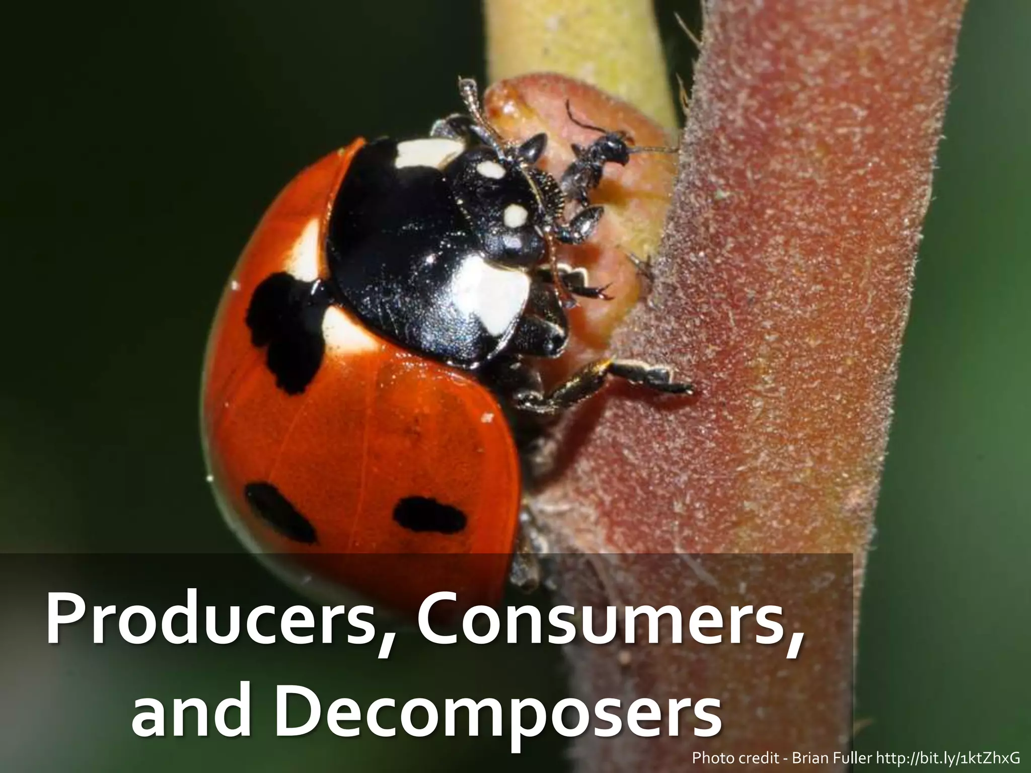 Producers, Consumers,
and DecomposersPhoto credit - Brian Fuller http://bit.ly/1ktZhxG
 