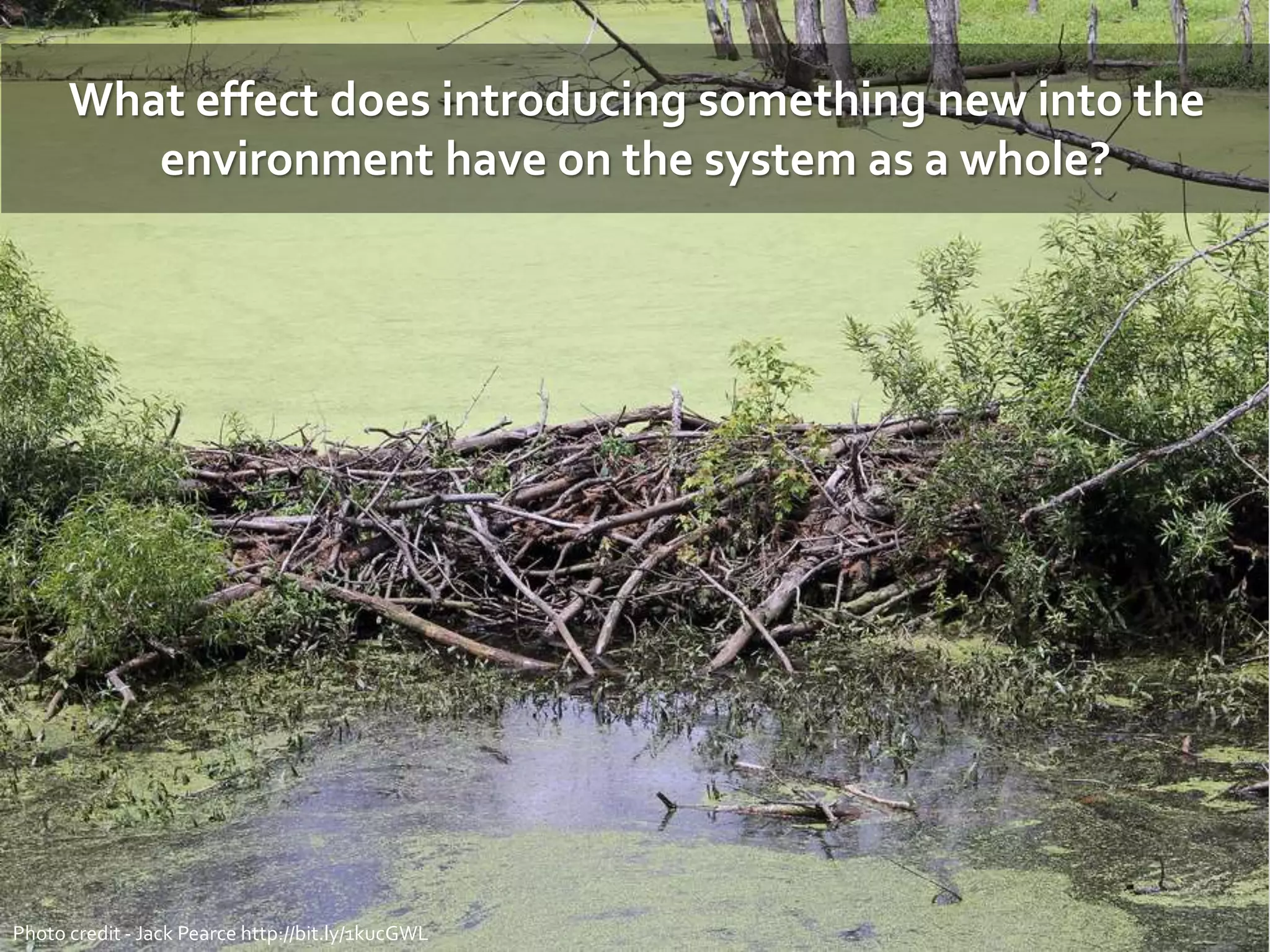 What effect does introducing something new into the
environment have on the system as a whole?
Photo credit - Jack Pearce http://bit.ly/1kucGWL
 