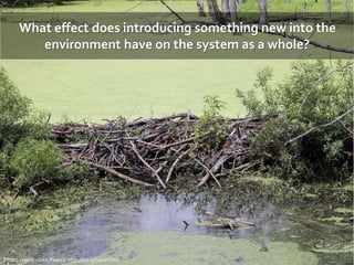 What effect does introducing something new into the
environment have on the system as a whole?
Photo credit - Jack Pearce http://bit.ly/1kucGWL
 