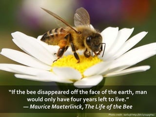 “If the bee disappeared off the face of the earth, man
would only have four years left to live.”
― Maurice Maeterlinck,The Life of the Bee
Photo credit - earl258 http://bit.ly/1qagHau
 