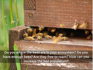 Do you where the bees are in your ecosystem? Do you
have enough bees? Are they free to roam? How can you
increase the bee population?
Photo credit - SeanWinters http://bit.ly/1qahEjg
 