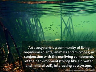 An ecosystem is a community of living
organisms (plants, animals and microbes) in
conjunction with the nonliving components
of their environment (things like air, water
and mineral soil), interacting as a system.
Photo credit - Phil's 1stPix http://bit.ly/1lsX9uJ
 