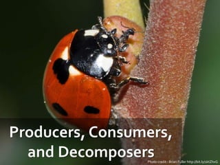 Producers, Consumers,
and DecomposersPhoto credit - Brian Fuller http://bit.ly/1ktZhxG
 