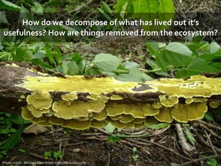 How do we decompose of what has lived out it’s
usefulness? How are things removed from the ecosystem?
Photo credit - Micha...