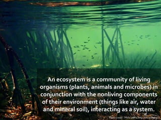 An ecosystem is a community of living
organisms (plants, animals and microbes) in
conjunction with the nonliving component...
