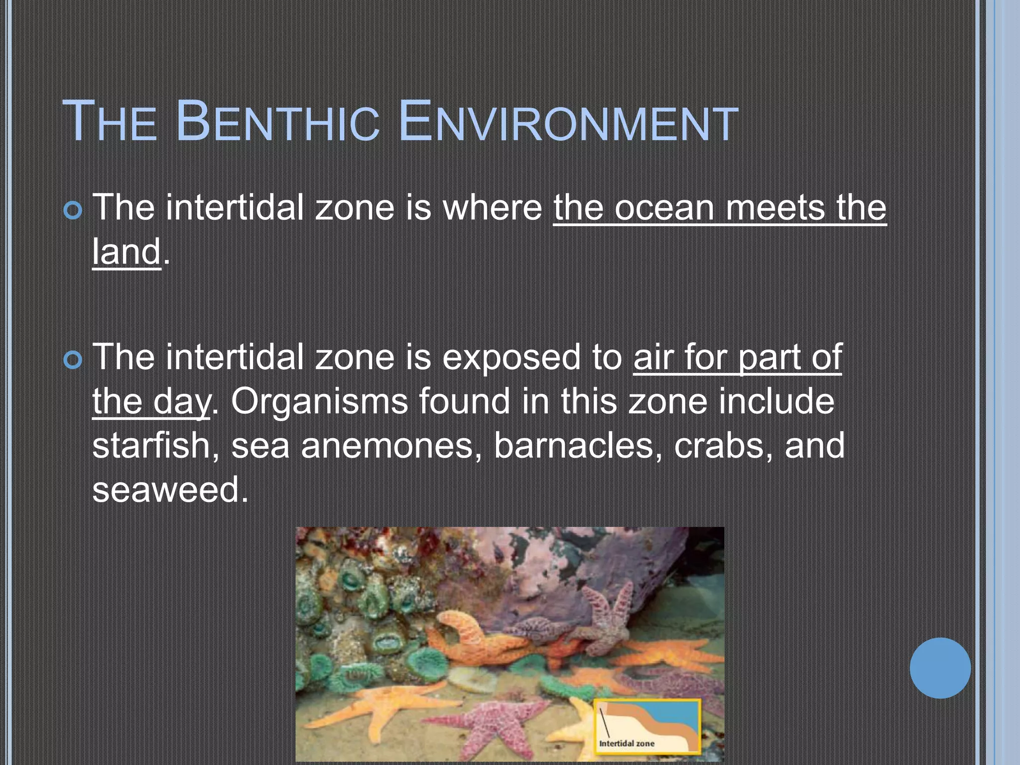 THE BENTHIC ENVIRONMENT
 The

intertidal zone is where the ocean meets the
land.

 The

intertidal zone is exposed to air for part of
the day. Organisms found in this zone include
starfish, sea anemones, barnacles, crabs, and
seaweed.

 