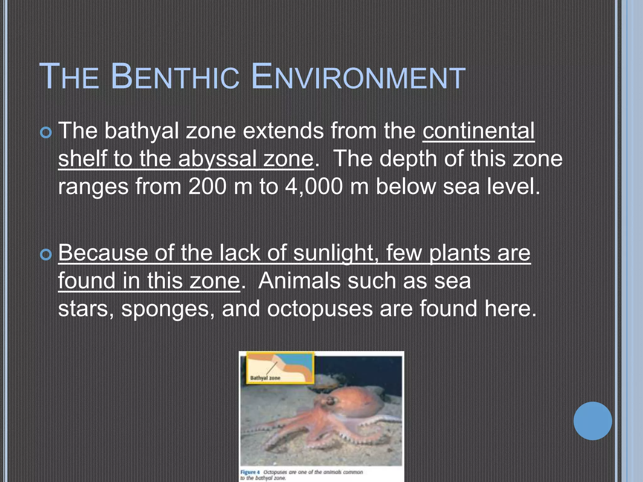 THE BENTHIC ENVIRONMENT
 The

bathyal zone extends from the continental
shelf to the abyssal zone. The depth of this zone
ranges from 200 m to 4,000 m below sea level.

 Because

of the lack of sunlight, few plants are
found in this zone. Animals such as sea
stars, sponges, and octopuses are found here.

 