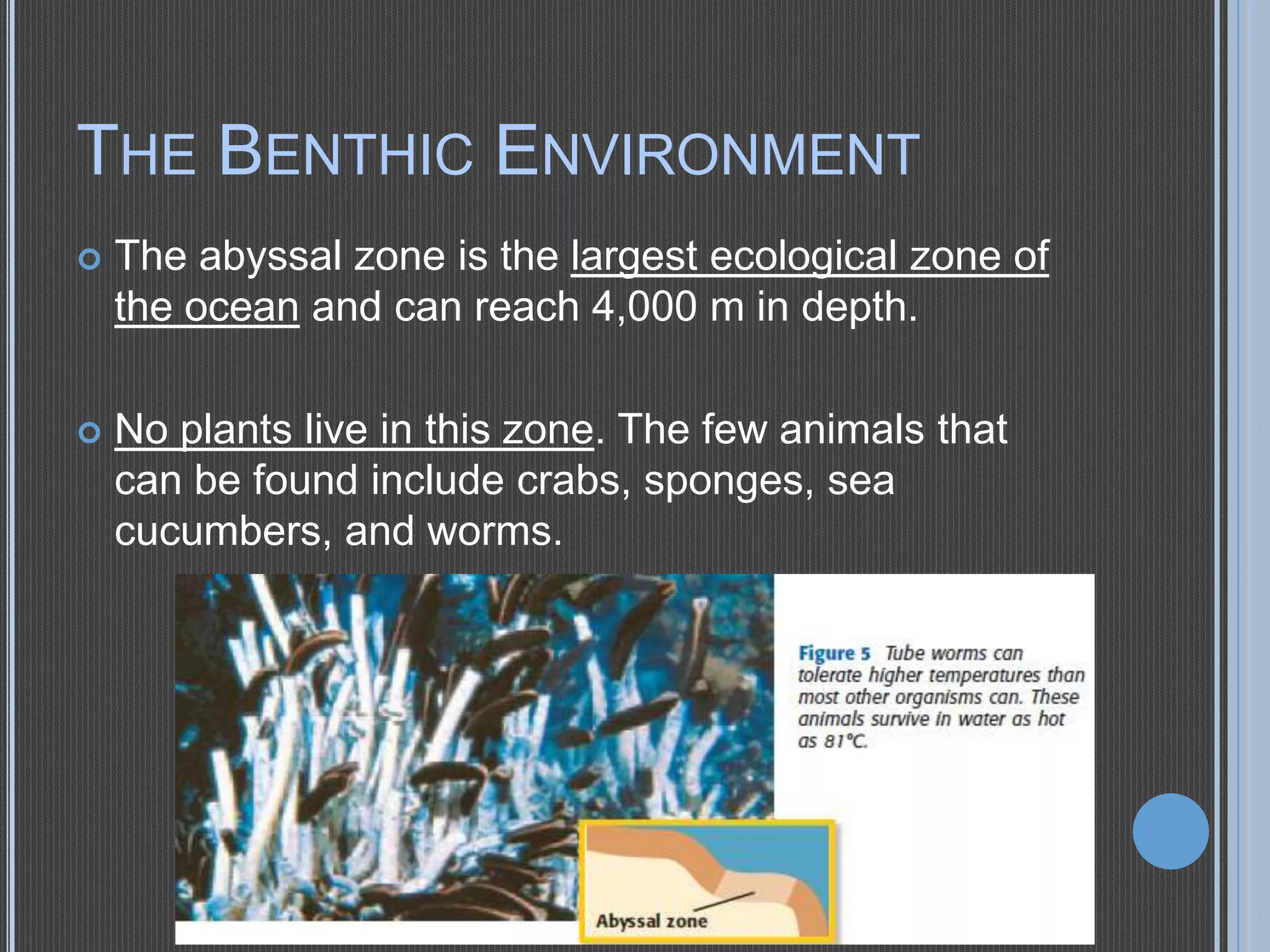 THE BENTHIC ENVIRONMENT


The abyssal zone is the largest ecological zone of
the ocean and can reach 4,000 m in depth.



No plants live in this zone. The few animals that
can be found include crabs, sponges, sea
cucumbers, and worms.

 