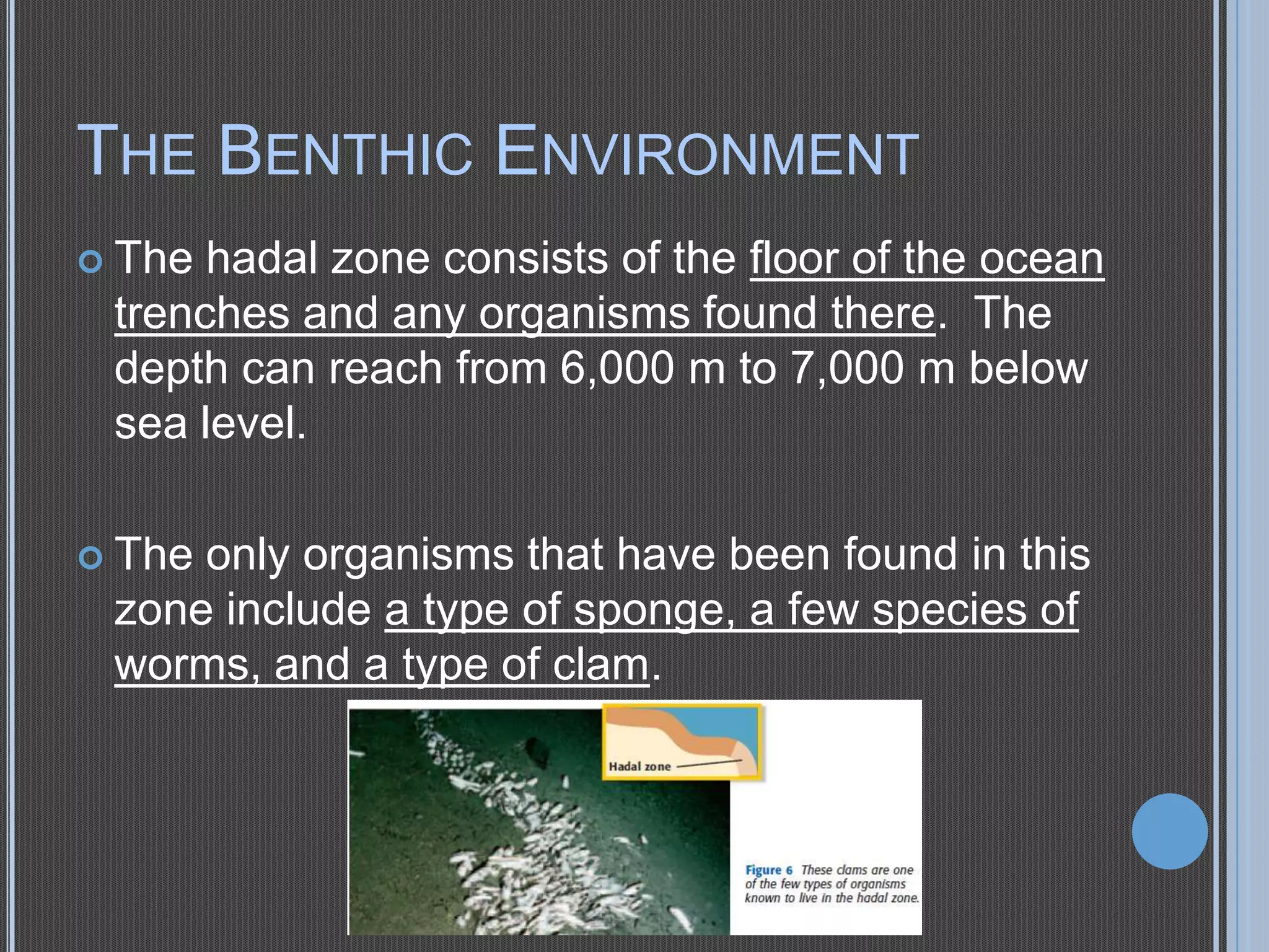 THE BENTHIC ENVIRONMENT
 The

hadal zone consists of the floor of the ocean
trenches and any organisms found there. The
depth can reach from 6,000 m to 7,000 m below
sea level.

 The

only organisms that have been found in this
zone include a type of sponge, a few species of
worms, and a type of clam.

 