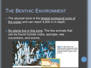 THE BENTHIC ENVIRONMENT


The abyssal zone is the largest ecological zone of
the ocean and can reach 4,000 m in depth.



No plants live in this zone. The few animals that
can be found include crabs, sponges, sea
cucumbers, and worms.

 