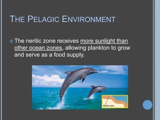 THE PELAGIC ENVIRONMENT
 The

neritic zone receives more sunlight than
other ocean zones, allowing plankton to grow
and serve as a food supply.

 