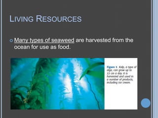 LIVING RESOURCES
 Many

types of seaweed are harvested from the
ocean for use as food.

 