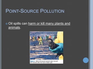 POINT-SOURCE POLLUTION
 Oil

spills can harm or kill many plants and
animals.

 