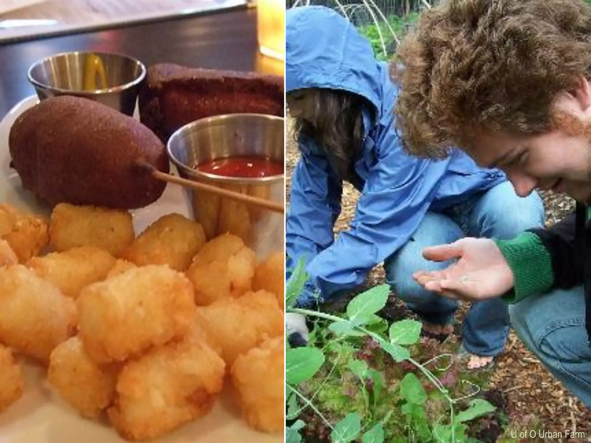 Access to Fresh Healthy Food
                               U of O Urban Farm
 