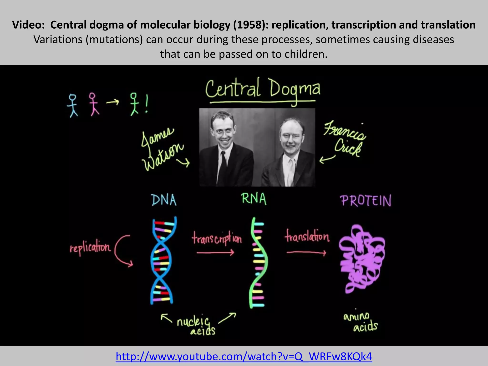 Video: Central dogma of molecular biology (1958): replication, transcription and translation
Variations (mutations) can occur during these processes, sometimes causing diseases
that can be passed on to children.
http://www.youtube.com/watch?v=Q_WRFw8KQk4
 