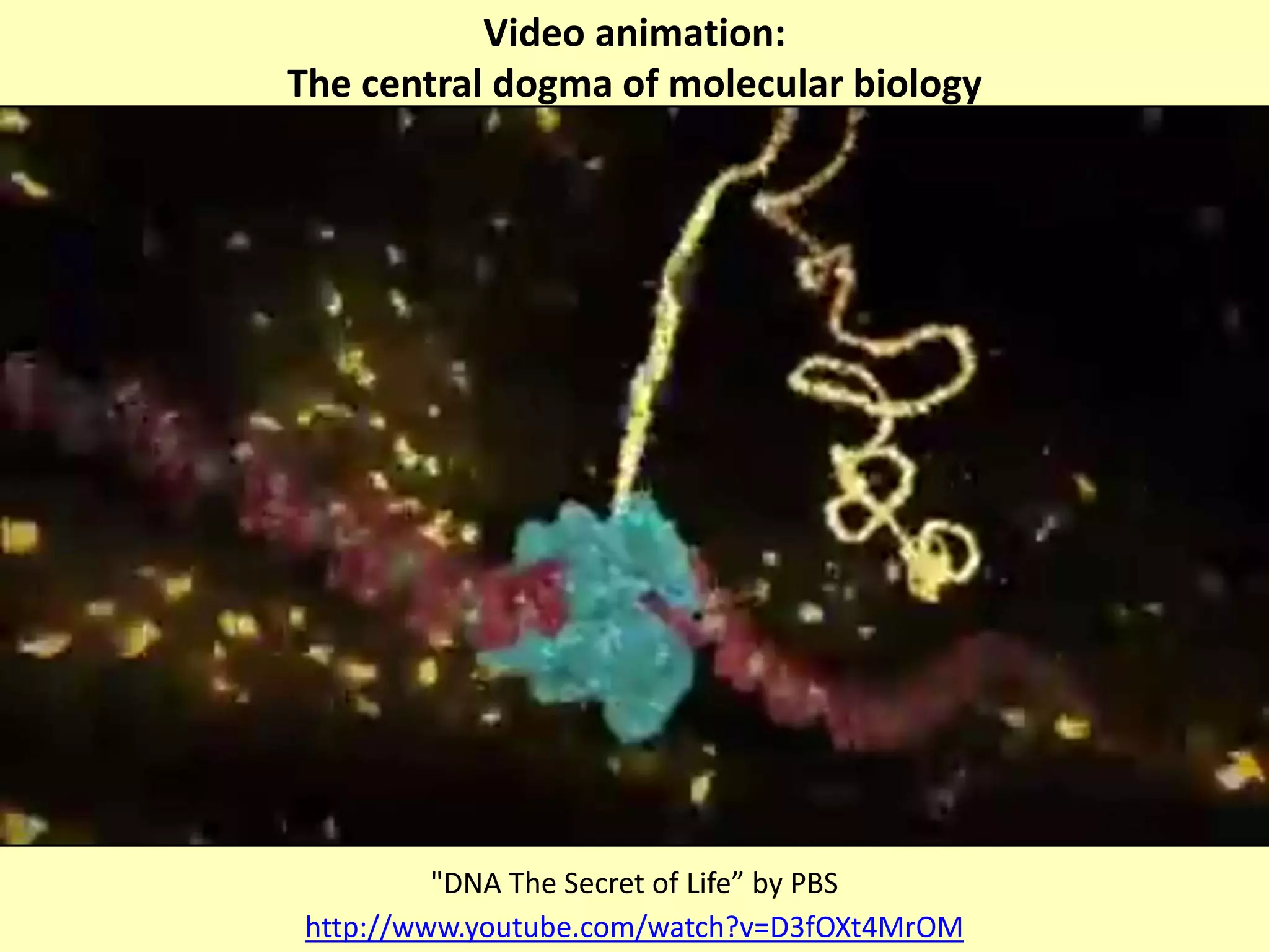 http://www.youtube.com/watch?v=D3fOXt4MrOM
Video animation:
The central dogma of molecular biology
"DNA The Secret of Life” by PBS
 