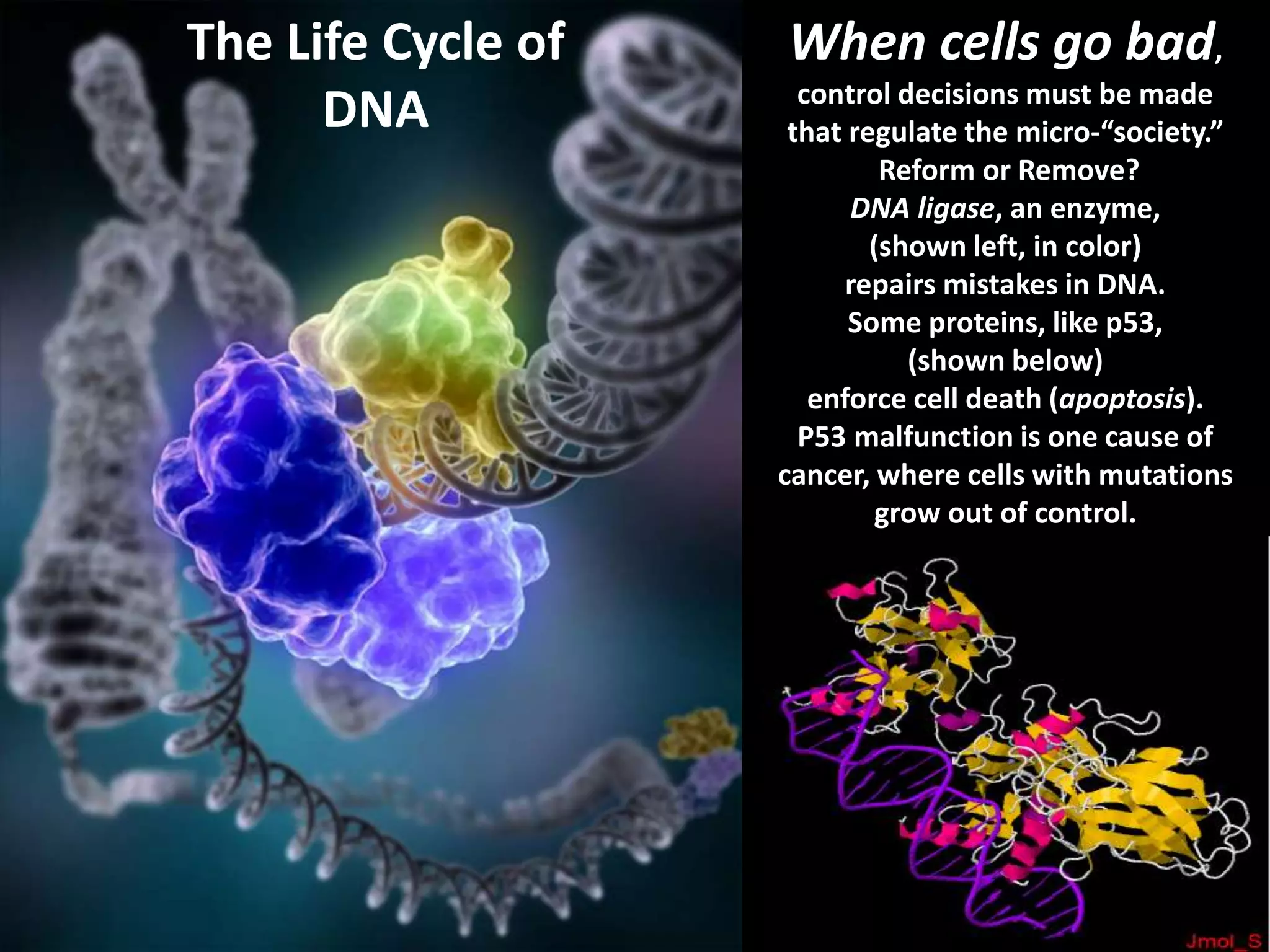 When cells go bad,
control decisions must be made
that regulate the micro-“society.”
Reform or Remove?
DNA ligase, an enzyme,
(shown left, in color)
repairs mistakes in DNA.
Some proteins, like p53,
(shown below)
enforce cell death (apoptosis).
P53 malfunction is one cause of
cancer, where cells with mutations
grow out of control.
The Life Cycle of
DNA
 