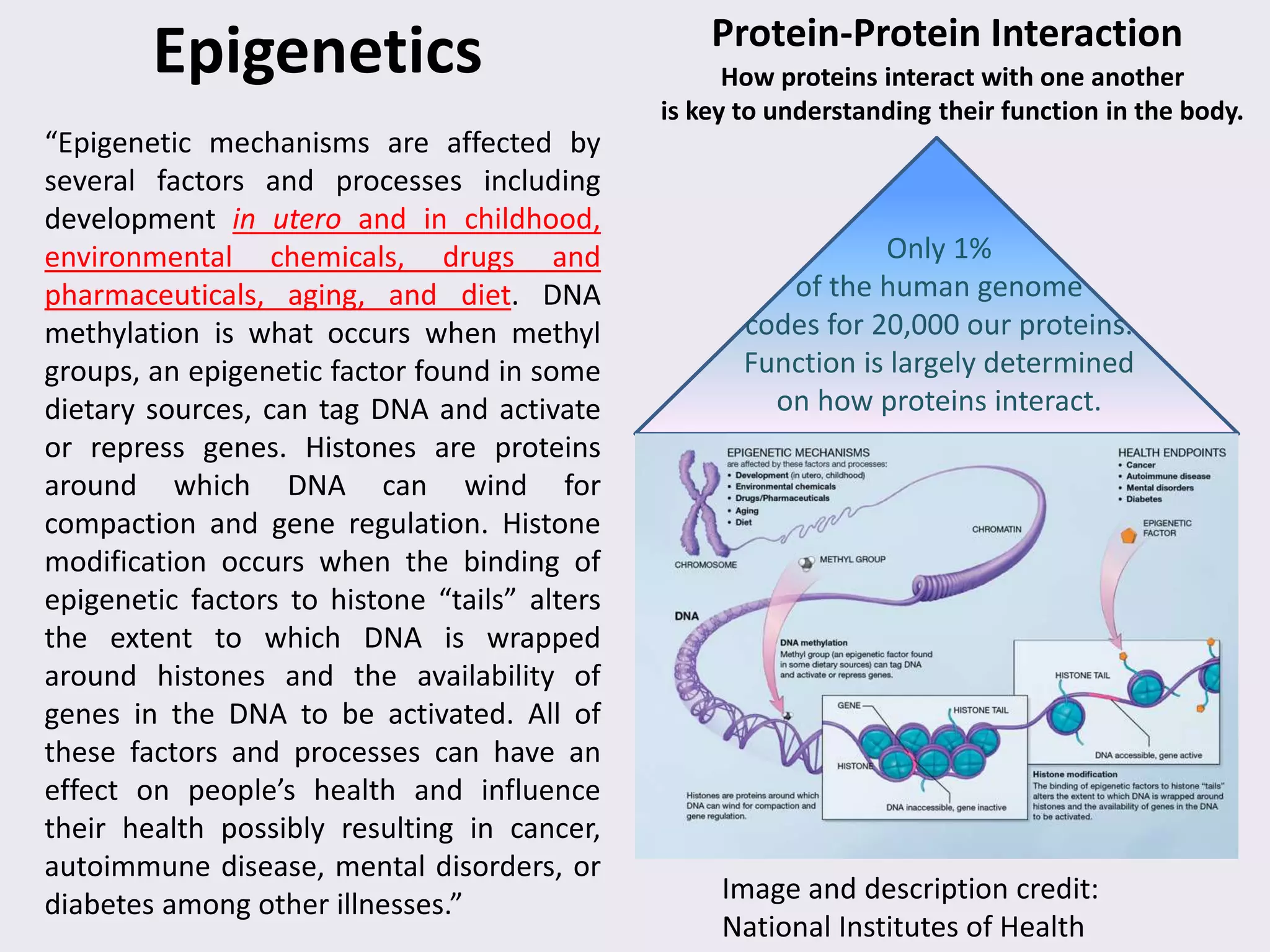 Protein-Protein Interaction
How proteins interact with one another
is key to understanding their function in the body.
Only 1%
of the human genome
codes for 20,000 our proteins.
Function is largely determined
on how proteins interact.
Epigenetics
“Epigenetic mechanisms are affected by
several factors and processes including
development in utero and in
childhood, environmental chemicals, drugs
and pharmaceuticals, aging, and diet. DNA
methylation is what occurs when methyl
groups, an epigenetic factor found in some
dietary sources, can tag DNA and activate
or repress genes. Histones are proteins
around which DNA can wind for
compaction and gene regulation. Histone
modification occurs when the binding of
epigenetic factors to histone “tails” alters
the extent to which DNA is wrapped
around histones and the availability of
genes in the DNA to be activated. All of
these factors and processes can have an
effect on people’s health and influence
their health possibly resulting in
cancer, autoimmune disease, mental
disorders, or diabetes among other Image and description credit:
National Institutes of Health
 