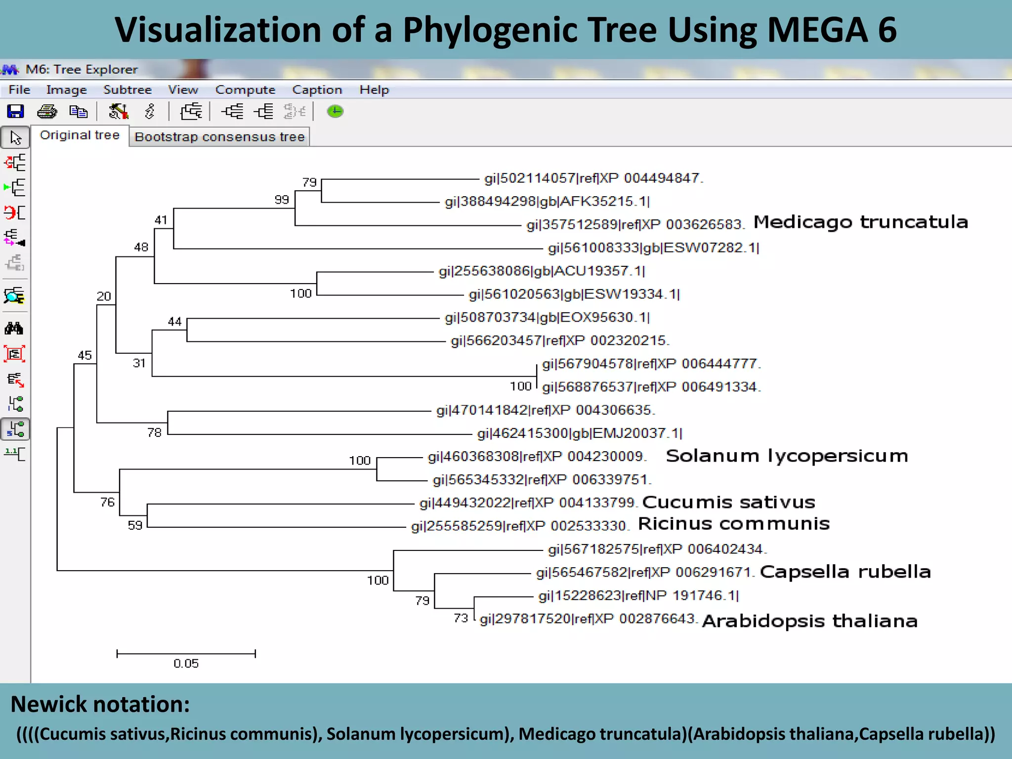 Visualization of a Phylogenic Tree Using MEGA 6
Newick notation:
((((Cucumis sativus,Ricinus communis), Solanum lycopersicum), Medicago truncatula)(Arabidopsis thaliana,Capsella rubella))
 