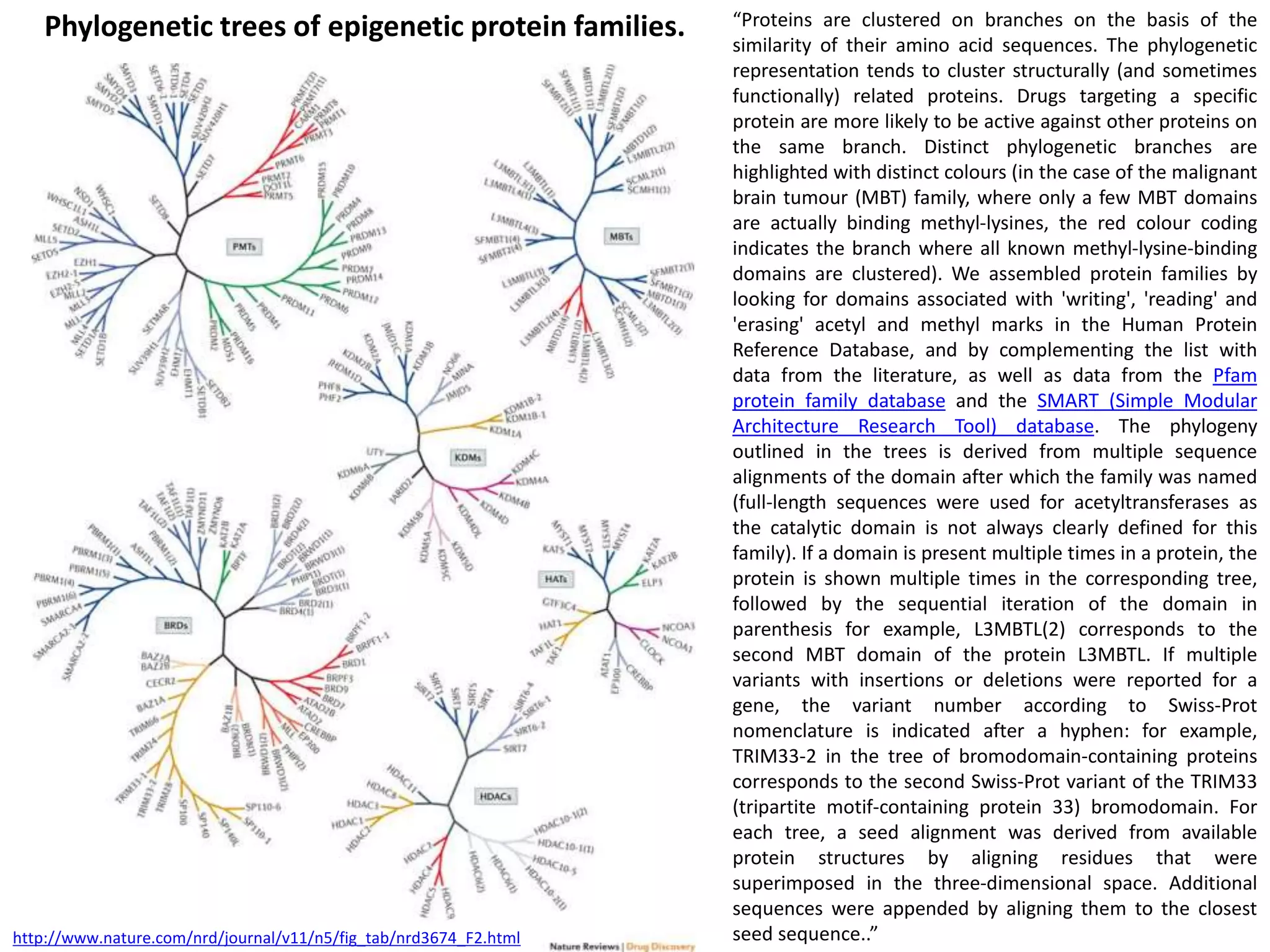 “Proteins are clustered on branches on the basis of the
similarity of their amino acid sequences. The phylogenetic
representation tends to cluster structurally (and sometimes
functionally) related proteins. Drugs targeting a specific
protein are more likely to be active against other proteins on
the same branch. Distinct phylogenetic branches are
highlighted with distinct colours (in the case of the malignant
brain tumour (MBT) family, where only a few MBT domains
are actually binding methyl-lysines, the red colour coding
indicates the branch where all known methyl-lysine-binding
domains are clustered). We assembled protein families by
looking for domains associated with 'writing', 'reading' and
'erasing' acetyl and methyl marks in the Human Protein
Reference Database, and by complementing the list with
data from the literature, as well as data from the Pfam
protein family database and the SMART (Simple Modular
Architecture Research Tool) database. The phylogeny
outlined in the trees is derived from multiple sequence
alignments of the domain after which the family was named
(full-length sequences were used for acetyltransferases as
the catalytic domain is not always clearly defined for this
family). If a domain is present multiple times in a protein, the
protein is shown multiple times in the corresponding tree,
followed by the sequential iteration of the domain in
parenthesis for example, L3MBTL(2) corresponds to the
second MBT domain of the protein L3MBTL. If multiple
variants with insertions or deletions were reported for a
gene, the variant number according to Swiss-Prot
nomenclature is indicated after a hyphen: for example,
TRIM33-2 in the tree of bromodomain-containing proteins
corresponds to the second Swiss-Prot variant of the TRIM33
(tripartite motif-containing protein 33) bromodomain. For
each tree, a seed alignment was derived from available
protein structures by aligning residues that were
superimposed in the three-dimensional space. Additional
sequences were appended by aligning them to the closest
seed sequence..”http://www.nature.com/nrd/journal/v11/n5/fig_tab/nrd3674_F2.html
Phylogenetic trees of epigenetic protein families.
 