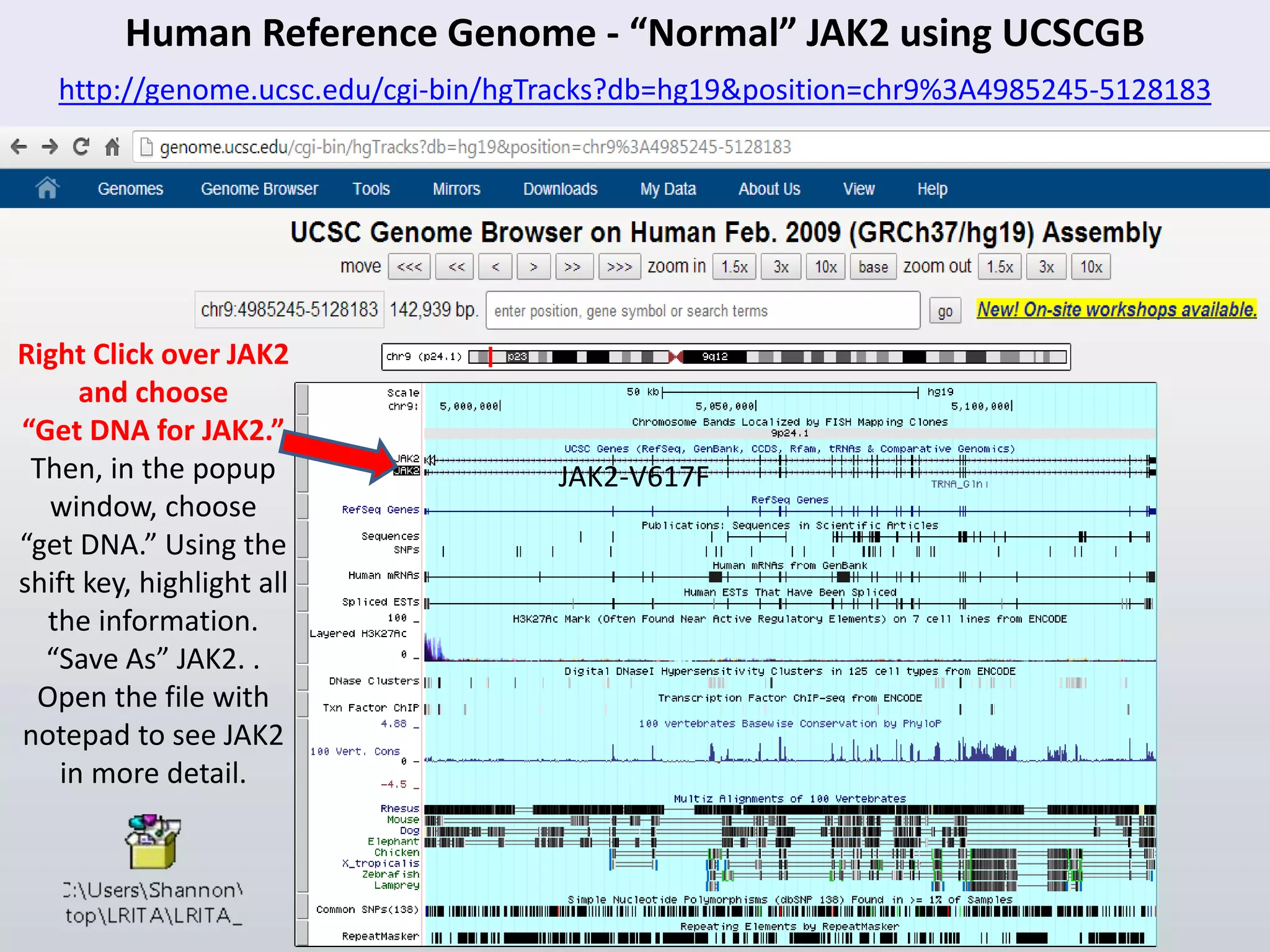 JAK2-V617F
Human Reference Genome - “Normal” JAK2 using UCSCGB
Right Click over JAK2
and choose
“Get DNA for JAK2.”
Then, in the popup
window, choose
“get DNA.” Using the
shift key, highlight all
the information.
“Save As” JAK2. .
Open the file with
notepad to see JAK2
in more detail.
http://genome.ucsc.edu/cgi-bin/hgTracks?db=hg19&position=chr9%3A4985245-5128183
 