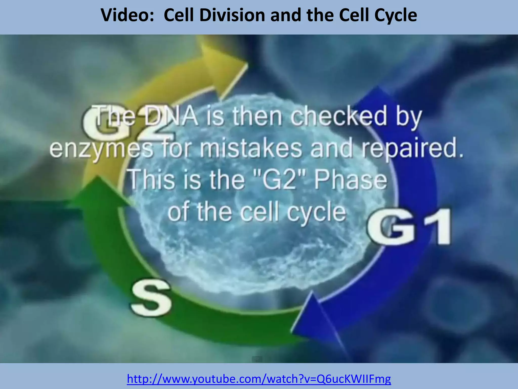 Video: Cell Division and the Cell Cycle
http://www.youtube.com/watch?v=Q6ucKWIIFmg
 