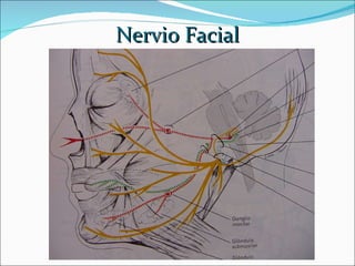 Nervio Facial 
