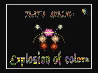 Explosion of colors   that's spring - Emanuela Atanasiu (nx power-lite)