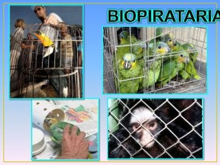 Explosão demográfica