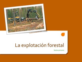La explotación forestal Sector primario Fuente: pe.kalipedia.com 