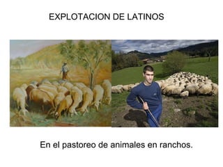 EXPLOTACION DE LATINOS
En el pastoreo de animales en ranchos.
 