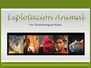 Explotación Animal Por: GriselRodríguez-Núñez 