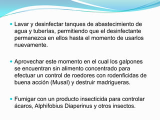  Lavar y desinfectar tanques de abastecimiento de
agua y tuberías, permitiendo que el desinfectante
permanezca en ellos hasta el momento de usarlos
nuevamente.
 Aprovechar este momento en el cual los galpones
se encuentran sin alimento concentrado para
efectuar un control de roedores con rodenficidas de
buena acción (Musal) y destruir madrigueras.
 Fumigar con un producto insecticida para controlar
ácaros, Alphifobius Diaperinus y otros insectos.
 