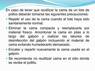 En caso de tener que reutilizar la cama de un lote de
pollos deberán tomarse las siguientes precauciones:
 Repetir el uso de la cama cuando el lote haya sido
sanitariamente normal.
 Eliminar la cama compacta y reemplazarla por
material fresco. Amontonar la cama en pilas a lo
largo del galpón y realizar las labores de
desinfección del galpón incluyendo el material de
cama evitando humedecerlo demasiado.
 Encalar y repartir nuevamente la cama usada en el
galpón.
 Se recomienda no reutilizar cama en el sitio donde
se recibe el pollito.
 