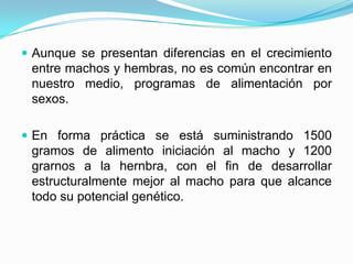  Aunque se presentan diferencias en el crecimiento
entre machos y hembras, no es común encontrar en
nuestro medio, programas de alimentación por
sexos.
 En forma práctica se está suministrando 1500
gramos de alimento iniciación al macho y 1200
grarnos a la hernbra, con el fin de desarrollar
estructuralmente mejor al macho para que alcance
todo su potencial genético.
 