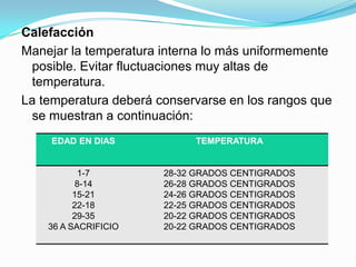 Calefacción
Manejar la temperatura interna lo más uniformemente
posible. Evitar fluctuaciones muy altas de
temperatura.
La temperatura deberá conservarse en los rangos que
se muestran a continuación:
EDAD EN DIAS TEMPERATURA
1-7
8-14
15-21
22-18
29-35
36 A SACRIFICIO
28-32 GRADOS CENTIGRADOS
26-28 GRADOS CENTIGRADOS
24-26 GRADOS CENTIGRADOS
22-25 GRADOS CENTIGRADOS
20-22 GRADOS CENTIGRADOS
20-22 GRADOS CENTIGRADOS
 