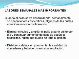 LABORES SEMANALES MAS IMPORTANTES
Cuando el pollo se va desarrollando, semanalmente
se hacen labores específicas, algunas de las cuales
mencionaremos a continuación:
 Eliminar círculos y ampliar el pollo a partir del tercer
día y continuar aumentando espacio según la
necesidad, hasta que quede en todo el galpón.
 Distribuir calefacción y aumentar la cantidad de
comederos y bebederos en cada ampliación.
 