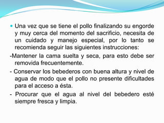  Una vez que se tiene el pollo finalizando su engorde
y muy cerca del momento del sacrificio, necesita de
un cuidado y manejo especial, por lo tanto se
recomienda seguir las siguientes instrucciones:
-Mantener la cama suelta y seca, para esto debe ser
removida frecuentemente.
- Conservar los bebederos con buena altura y nivel de
agua de modo que el pollo no presente dificultades
para el acceso a ésta.
- Procurar que el agua al nivel del bebedero esté
siempre fresca y limpia.
 