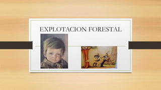 EXPLOTACION FORESTAL