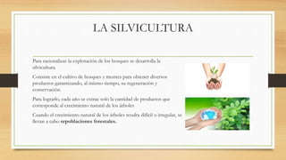 LA SILVICULTURA
Para racionalizar la explotación de los bosques se desarrolla la
silvicultura.
Consiste en el cultivo de bosques y montes para obtener diversos
productos garantizando, al mismo tiempo, su regeneración y
conservación.
Para lograrlo, cada año se extrae solo la cantidad de productos que
corresponde al crecimiento natural de los árboles
Cuando el crecimiento natural de los árboles resulta difícil o irregular, se
llevan a cabo repoblaciones forestales.